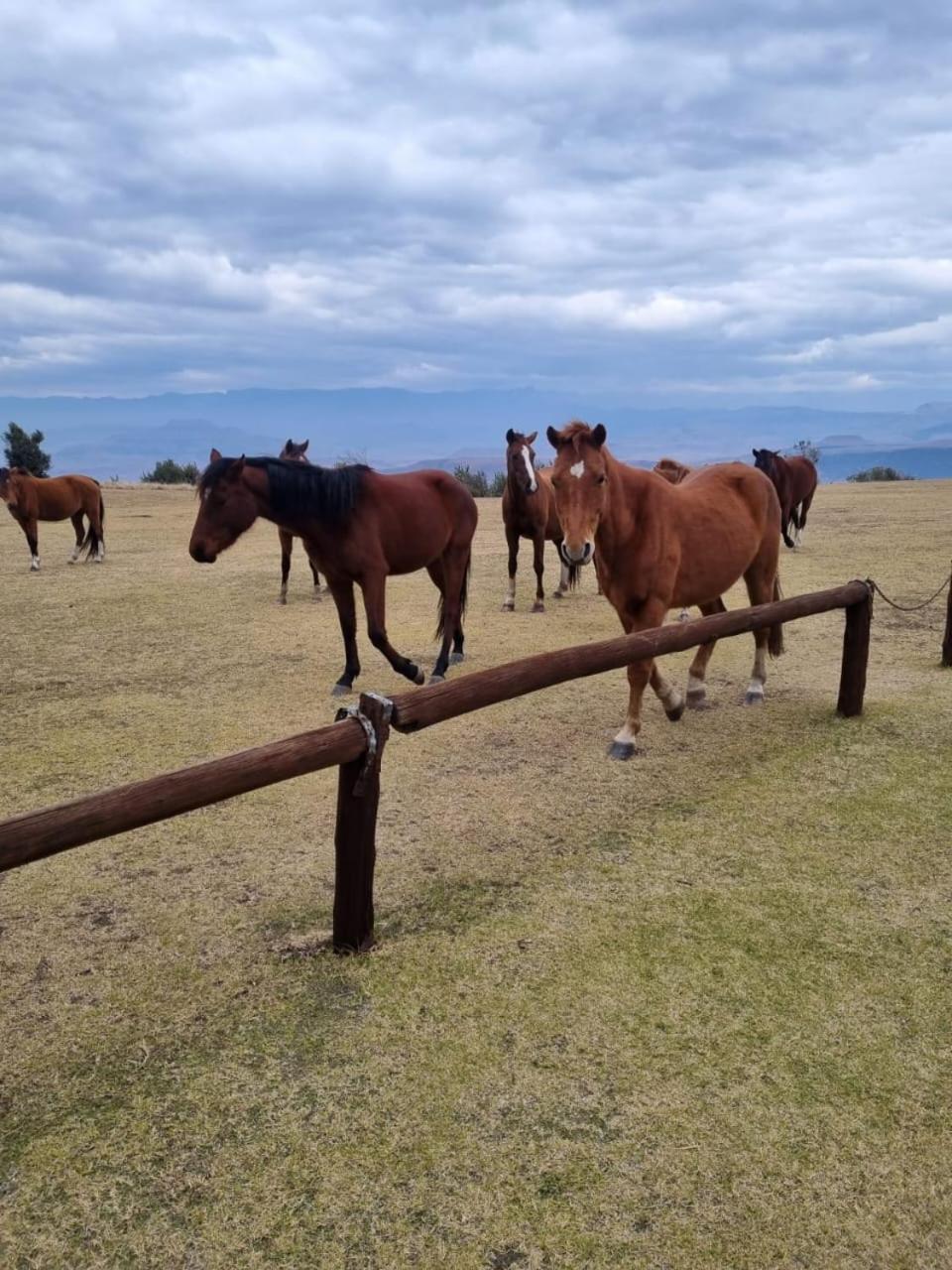 Гостьовий будинок Drakensberg Mountain Retreat Берґвілл Екстер'єр фото